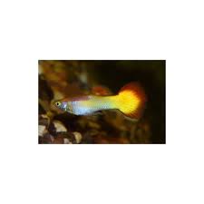 Guppy Maschio Yellow Red Sunset Poecilia Reticulata 3 5 Cm