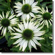 Echinacea Purpurea Jade There Is Something Disarmingly Quixotic About This Echinacea Up To 75cm And Flo Herbaceous Perennials Echinacea Purpurea Echinacea