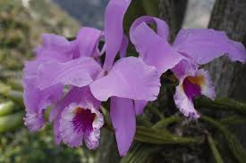 National symbols of 🇻🇪 venezuela such as venezuela national animal, venezuela flag, venezuela capital, venezuela coat of arms, venezuela national day,. Orquidea The Venezuelan National Flower Do You Want To Know Its Beauty Steemit