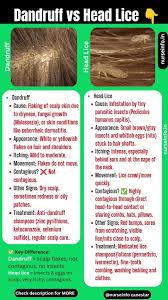 Image result for lice vs dandruff