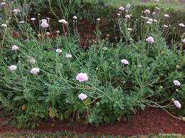 Image result for Odontosoria africana