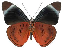 Image result for Phaulopsis sangana