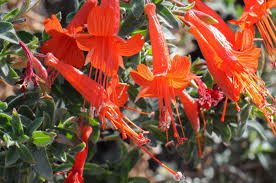 Image result for Ormocarpum zambesianum