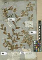 Image result for Grewia falcistipula