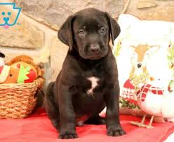 Lab puppies | worlds cutest dog. Labradane Puppies For Sale Puppy Adoption Keystone Puppies