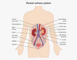 Urinary System Definition Function And Organs Biology Dictionary