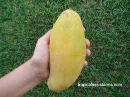 Maybe you would like to learn more about one of these? Growing Mangos In California