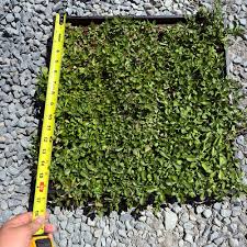 Image result for Lippia plicata