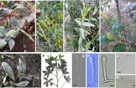 Image result for Macrotyloma daltonii