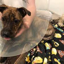 This is the closest place that is also highly rated. Pet Hospital Of North Park 26 Photos 173 Reviews Veterinarians 2444 University Ave San Diego Ca Phone Number