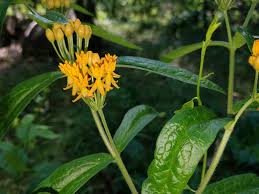Image result for Asclepias buchwaldii
