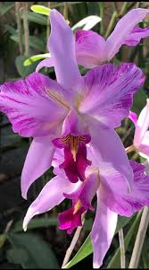 Image result for Polystachya golungensis