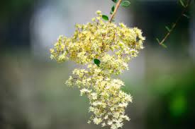 Image result for Lawsonia