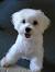 Short Hair Maltese Dog Haircuts
