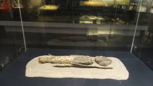 Tras dos años de trabajo y una inversión de us$ 17 millones, creció en 1.300 metros cuadrados. 5000 A 1500 Ac Cultura Chincorra Sus Habitos La Caza Y La Recoleccion Fl Vial Y Maritima Picture Of Museo Momias Chinchorro Arica Tripadvisor