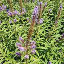 Veronicastrum sibiricum is a perennial growing to 0.8 m (2ft 7in). Veronicastrum Sibiricum