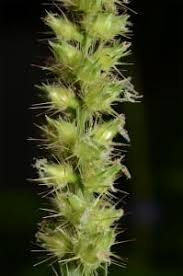 Image result for Cenchrus unisetus