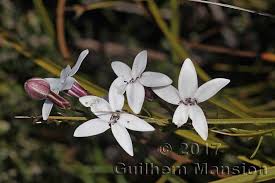 Image result for Cyphia