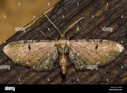 Image result for Eupithecia icterata