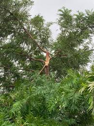 Image result for Grevillea robusta