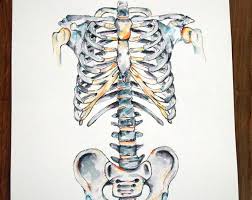 Browse Unique Items From Almostanatomical On Etsy A Global Marketplace Of Handmade Vintage And Creative Goods Anatomy Art Art Medical Art