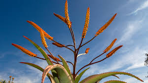 Image result for Aloe