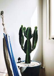 This plant brings bad luck,poverty and negative energy in life cactus feng shui tips vastu tips (vertical video) hello. Feng Shui Right Place For Lovely But Thorny Plants