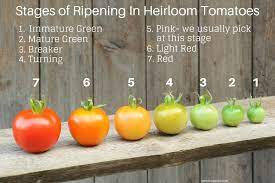 Cherry tomatoes retain quality for approximately 4 to 6 days at room temperature or up to two weeks in the fridge. When To Harvest Heirloom Tomatoes Umbel Organics