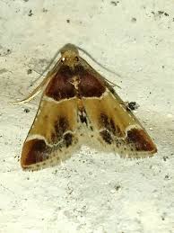 Image result for Pyralis lienigialis