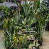7 easy tabletop & hanging plants for beginning houseplant gardeners. 1