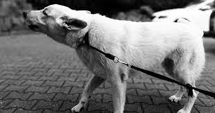 La tenue en laisse ne relève donc pas d'une loi nationale et, concrètement, si aucun panneau n'indique que le chien doit être tenu en laisse, il peut donc être laissé en liberté mais doit toujours rester sous la surveillance de son maître. Declaration De Chiens Dangereux Melesse