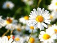 The 'scarlet mist' bouquet was in celebration of the birth of my first grand daughter named 'scarlet'. What S Your Birth Flower Birth Month Flowers Meanings The Old Farmer S Almanac