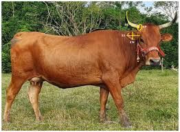 Image result for Paratheria