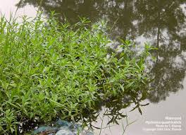 Image result for Hydrolea brevistyla