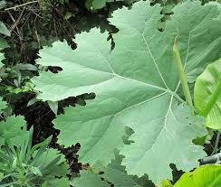 Image result for Macleaya