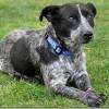 Iso queensland blue heeler (los angeles). 1