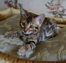 Some of these options, including agatha, elvira, and koshka, are unique. 270 Cat Names That Start With M The Paws