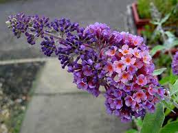 Buddleja Flower Power Kopen Best Flower Wallpaper