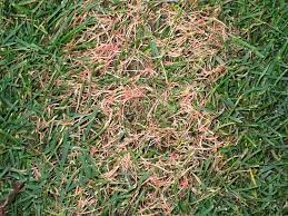Why Are There Red Patches In My Lawn Missiongreen Services