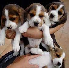 Plus great tips on finding your perfect beagle pup. Adorable Beagle Puppies For Pet Lovers Dogs For Sale In Erukkancheri Chennai Click In