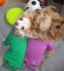 Mr Pickles Georgie Pup Cute Your Best Friend