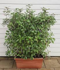 A hedge typically consists of a densely planted row of one shrub variety that is sheared to create a formal look. Evergreen Hedges In Troughs Screening Troughs Paramount Plants