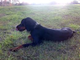 Image result for skotský setr gordonsetr