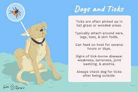 How To Treat Tick Bites On Dogs