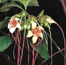 Image result for Strophanthus