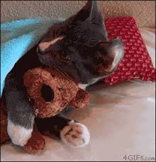 Check spelling or type a new query. Good Night Cat Gif 4following Gif Community Best Gifs