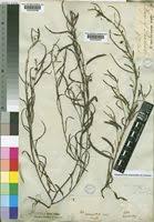 Image result for Chamaecrista mimosoides