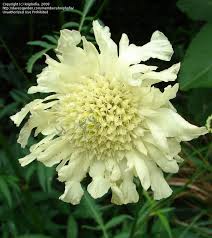Image result for Cephalaria pungens