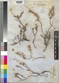 Image result for Felicia abyssinica