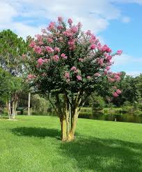 The muskogee crape myrtle is a hybrid between the common crape and another species, lagerstroemia fauriei. Buy Crepe Myrtle Trees For Sale In Orlando Kissimmee